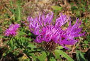 65 Fiore di Centaurea